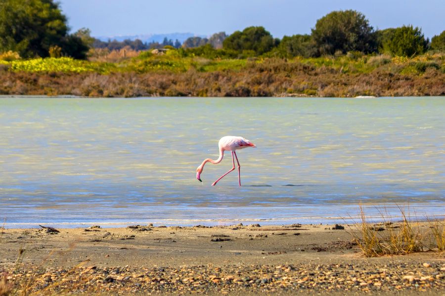 How to Spend One Magical Day in Larnaca with Nature and Ancient Wonders